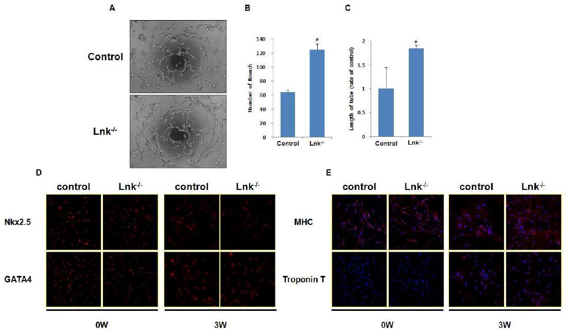Lnk유전자가 억제된 심장줄기세포의 체외 분화 검증. (A) 혈과내피세포 분화 후 Matrigel분석, (B) 생성된 혈관 가지의 개수 분석, (C) 생성된 혈관의 총 길이 분석, (D) 심근세포로 분화 유도 후 심근세포 전사인자의 발현 분석, (E) 심근세포로 분화 유도 후 심근세포 구조표지자 발현 분석