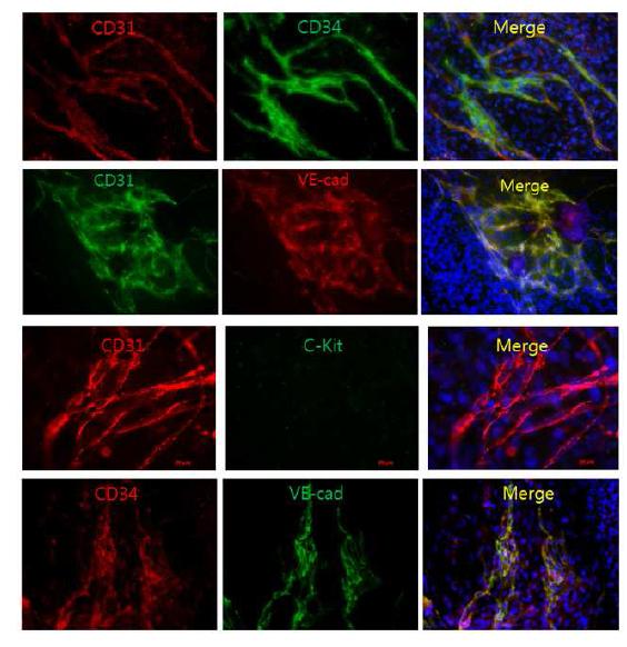 역분화 유도만능줄기세포 분화 15일째 혈관내피세포 관련 단백질 발현 분석.