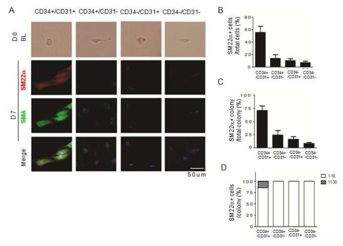 역분화 유도만능줄기세포 유래 분화세포의 혈관평활근세포 colony 형성능 분석.
