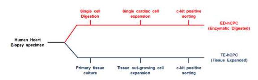 인체유래 심장줄기세포의 추출을 위한 방법의 모식도