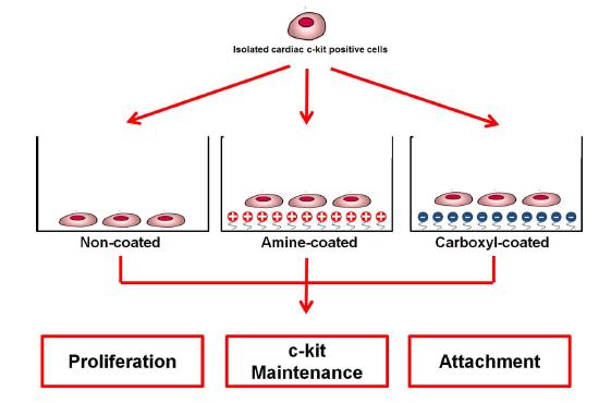 아민기 또는 카르복실기가 코팅된 배양접시 표면을 이용한 심장줄기세포의 배양 모식도