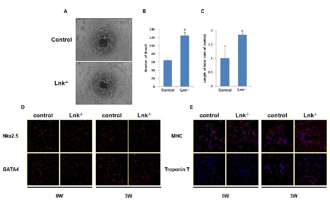 Lnk유전자가 억제된 심장줄기세포의 체외 분화 검증.
