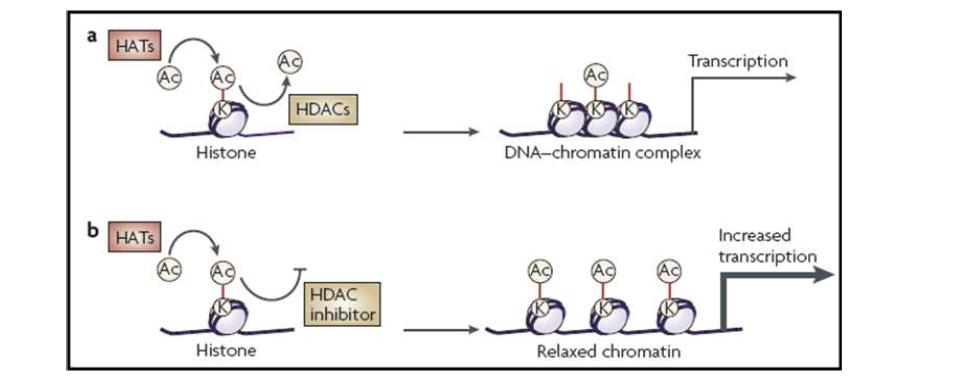Histone acetylation에 의한 유전자 발현조절