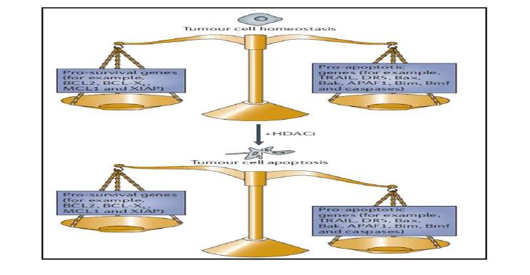 HDAC 억제제에 의해 암세포 사멸을 유도하는 유전자 발현의 항상성조절