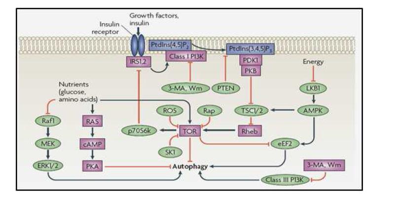 Autophagy를 조절하는 세포 신호전달 경로