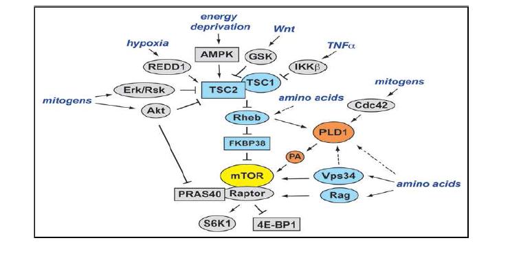 PLD-mTOR 신호전달 네트워크