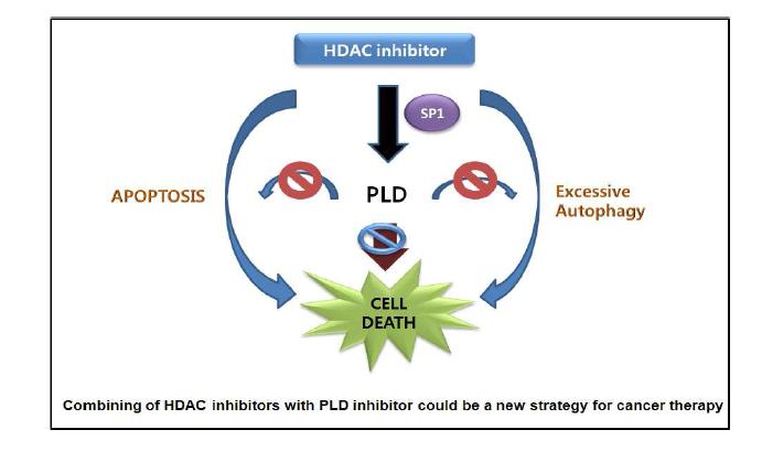 HDAC 억제제에 의한 암세포 사멸 유도의 새로운 타겟으로서 PLD
