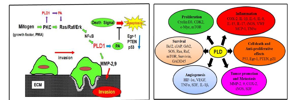 그림. PLD의 비정상적인 활성 및 발현에 의한 암화유도 활성화