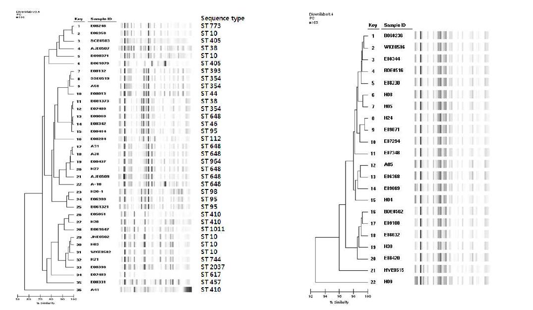 rep-PCR 수행 결과 (좌)sequence type (우)E. coli ST131 균주