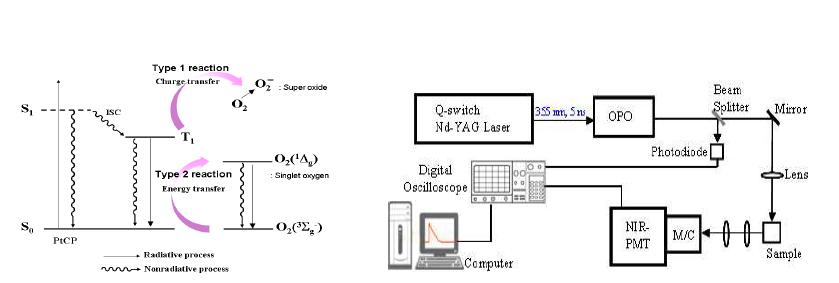 활성산소종 생성 메커니즘 및 시간분해 단일항산소 인광 측정 시스템 모식도