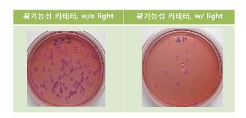 광기능성 카테터의 항균성 (활성산소 멸균능) 테스트