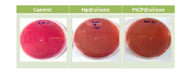 광기능성 카테터 소재인 Hp@silicon과 PtCP@silicon의 항균성 (활성산소의 멸균능) 테스트