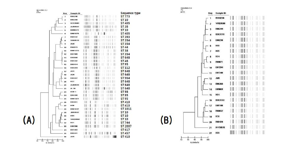 rep-PCR 수행 결과 (A)sequence type (B)E. coli ST131 균주