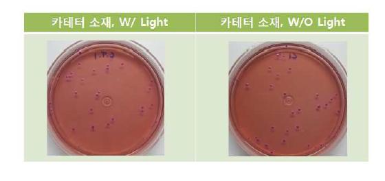 E.Coli 박테리아 광독성 Test