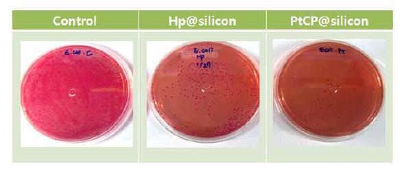 광기능성 카테터 소재인 Hp@silicon과 PtCP@silicon의 항균성 (활성산소의 멸균능) 테스트