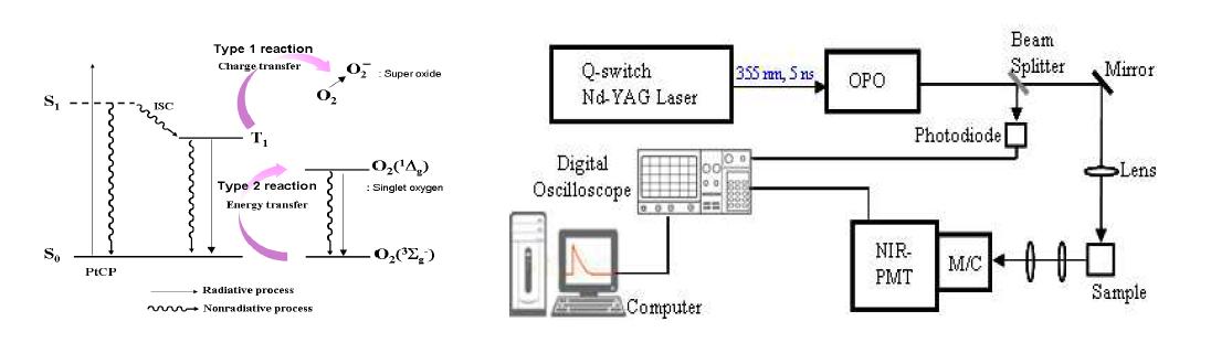 활성산소종 생성 메커니즘 및 시간분해 단일항산소 인광 측정 시스템 모식도