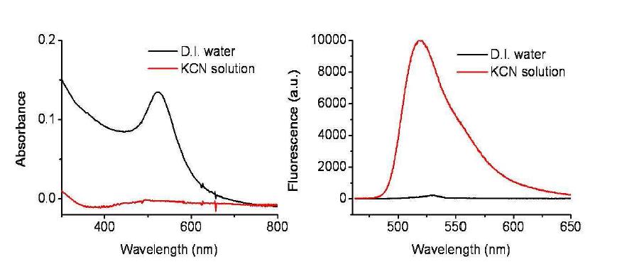 지능형 금 나노 입자의 표면 분자체에 Alexa Fluor 488 hydrazide를 도입한 결합체 용액 (흑색)과 여기에 KCN을 첨가하여 금 나노 입자만을 선택적으로 녹여낸 용액 (적색)의 흡광 (좌측) 및 형광 스펙트럼 (우측)