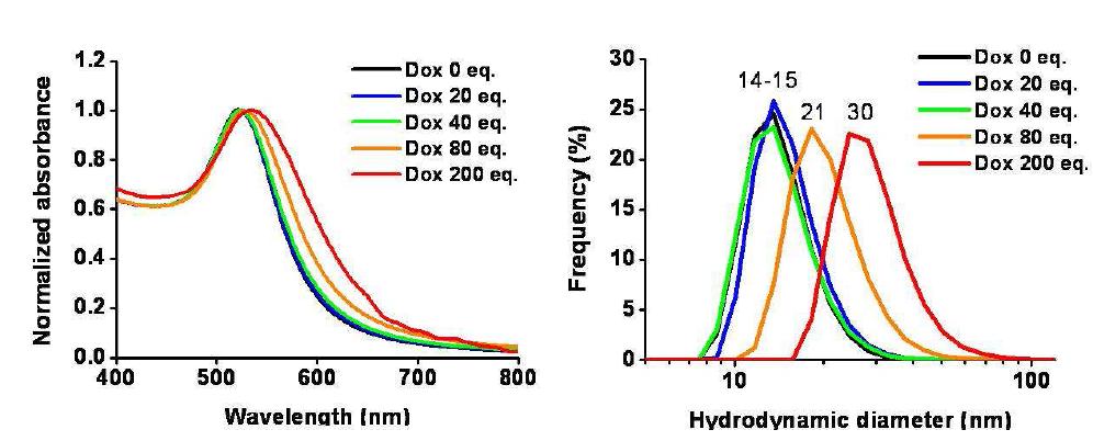 사용한 Doxorubicin 당량에 따른 지능형 금 나노 입자 결합체의 흡광 (좌측) 및 수화크기 (우측) 의 변화