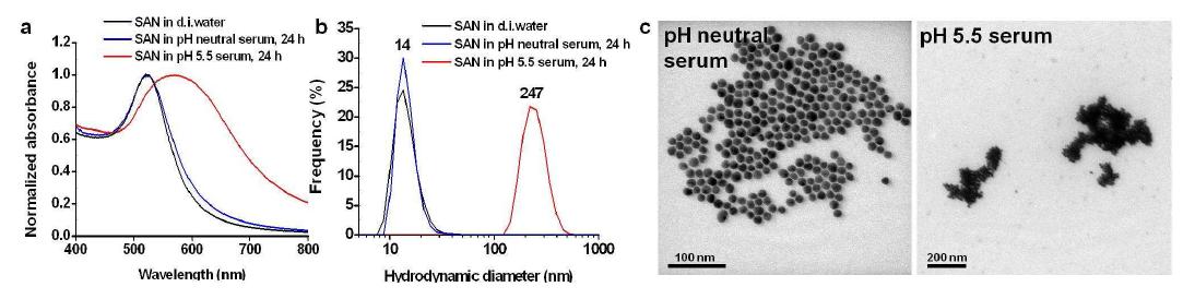 중성 및 pH 5.5 로 조절한 소 혈청에 지능형 금 나노 입자를 분산시킨 후 24 시간 후에관찰한 흡광도 (a), 수화 크기 (b), 투과 전자 현미경 사진들 (c).