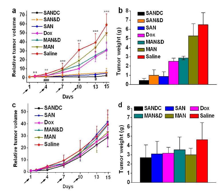 지능형 금 나노 입자와 Dox 결합체 (SANDC), 지능형 금 나노 입자와 Dox 혼합체 (SAN 각 샘플들을 같은 방법으로 주입한 후 레이저를 조사하지 않은 대조 실험군의 상대적인 종양 부피 변화 (c) 및 15 일 후에 종양을 적출하여 측정한 무게 (d). 각 실험당 쥐의 개체 수는 6마리 이상임