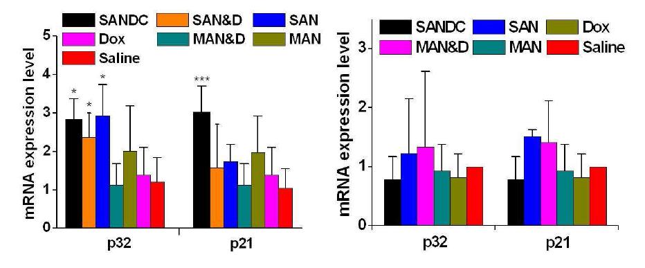 지능형 금 나노 입자와 Dox 결합체 (SANDC), 지능형 금 나노 입자와 Dox 혼합체 (SAN 각 샘플들을 같은 방법으로 주입한 후 레이저를 조사하지 않은 대조 실험군 종양에서의 p 32, p21 단백질의 mRNA 발현 레벨 (우측)