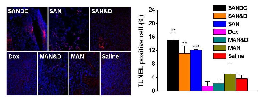 지능형 금 나노 입자와 Dox 결합체 (SANDC), 지능형 금 나노 입자와 Dox 혼합체 (SAN DAPI 염색되는 세포 대비 TUNEL 염색되는 세포의 비율 (우측)
