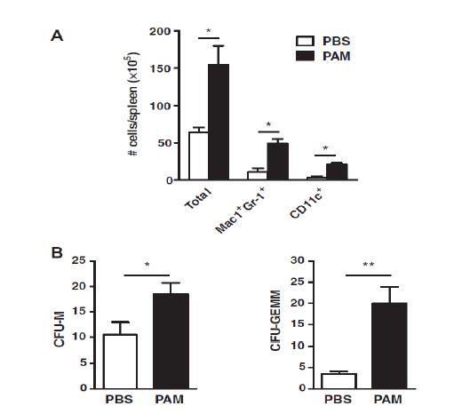 TLR2 ligand (PAM)의 주입에 따른 말초조혈모세포이식술후 생착율.