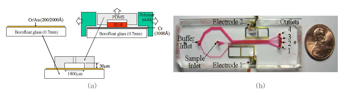 (a) 평면교차전극을 포함하고 있는 유리기판과 채널이 형성된 PDMS를 이용한 측면방향 유전영동 세포분리기 제작과정 (b) 제작된 측면방향 유전영동 세포분리기