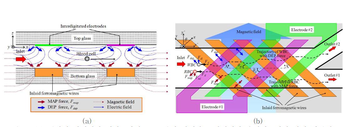 (a) 센자성 와이어와 평면교차전극으로부터 발생하는 자기력과 유전영동력에 의해 혈액세포 들이 채널 내에서 측면방향으로 움직이는 개념도, 측면방향 자기-유전영동 세포분리기의 단면 도, (b) 센자성 와이어와 평면교차전극으로부터 발생하는 자기력과 유전영동력에 의해 적혈 구와 유핵세포들이 채널 내에서 서로 반대 측면방향으로 움직이는 개념도.