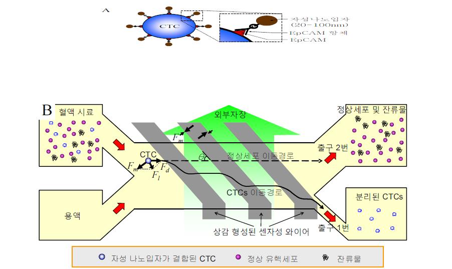 (A) CTCs 표면에 발현된 EpCAM에 특이 결합된 자성 나노입자의 개념도. (B) 센자성 와이 어로부터 발생하는 자기력에 의해 CTCs가 채널내에서 측면방향으로 이동하여 출력 1번으로 분리되는 개념도.