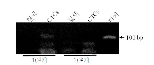 10 과 10 개의 CTCs가 주입된 혈액(혈액)과 이로부터 분리된 CTCs를 이용한 유방암세포특정유전자(100bp)의 RT-PCR 분석결과.