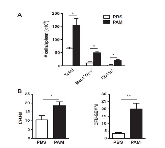 TLR2 ligand (PAM)의 주입에 따른 말초조혈모세포이식술후 생착율.