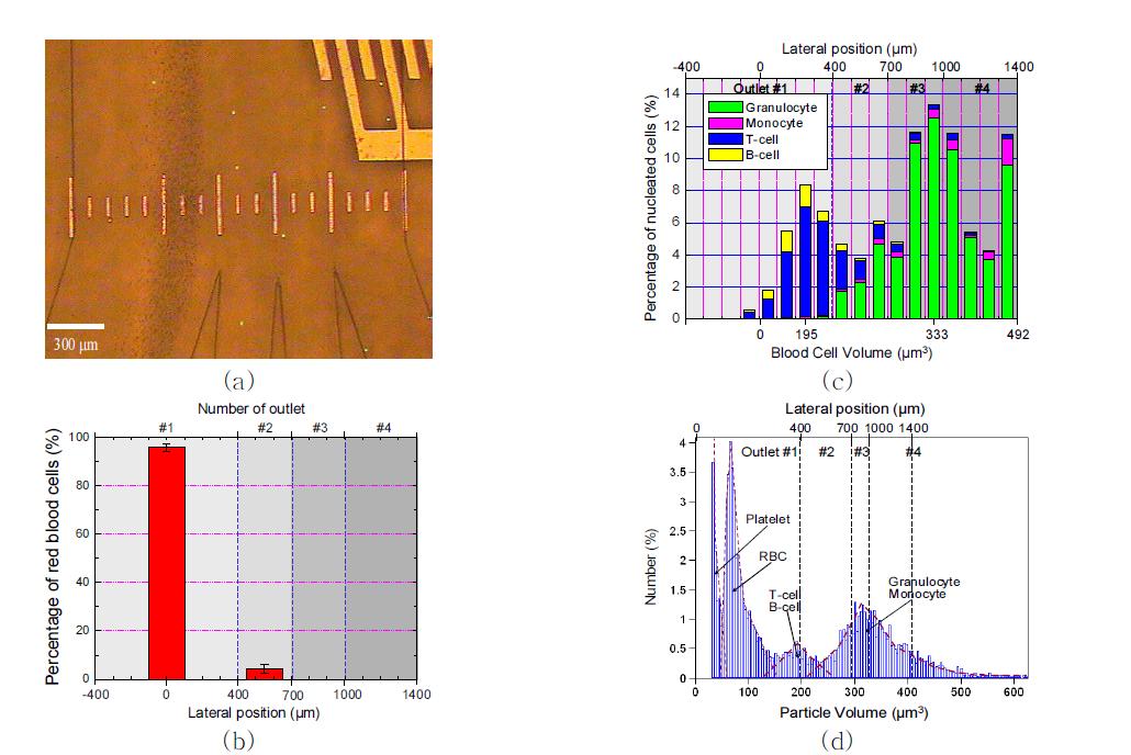 (a) 적혈구와 형광 표지된 백혈구가 크기에 따라 분리되는 모습. (b) 각각의 출구에서 측정 된 적혈구의 상대적 비율. (c) 100μm 구간마다 분리되는 T세포, B세포, 과립백혈구, 단핵 백혈구의 상대적 분리 비율. (d) Coulter counter를 이용하여 측정한 혈액 세포 크기에 따 른 분포도.