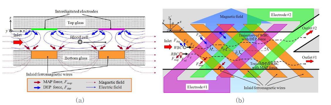 (a) 센자성 와이어와 평면교차전극으로부터 발생하는 자기력과 유전영동력에 의해 혈액세포 들이 채널 내에서 측면방향으로 움직이는 개념도, 측면방향 자기-유전영동 세포분리기의 단면 도, (b) 센자성 와이어와 평면교차전극으로부터 발생하는 자기력과 유전영동력에 의해 적혈 구와 유핵세포들이 채널 내에서 서로 반대 측면방향으로 움직이는 개념도.