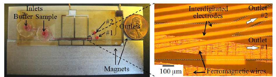 제작된 측면방향 자기-유전영동 바이오칩