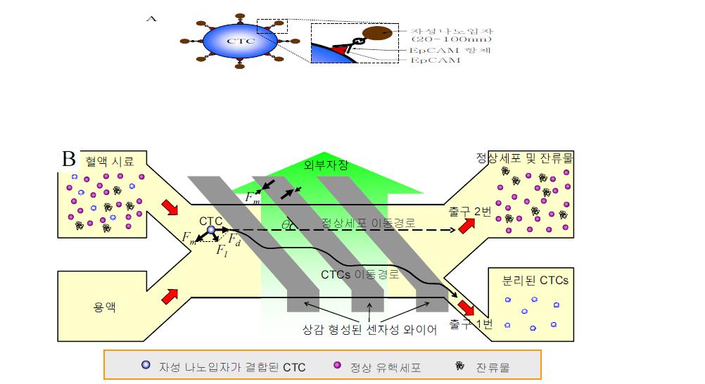 (A) CTCs 표면에 발현된 EpCAM에 특이 결합된 자성 나노입자의 개념도. (B) 센자성 와이 어로부터 발생하는 자기력에 의해 CTCs가 채널내에서 측면방향으로 이동하여 출력 1번으로 분리되는 개념도.