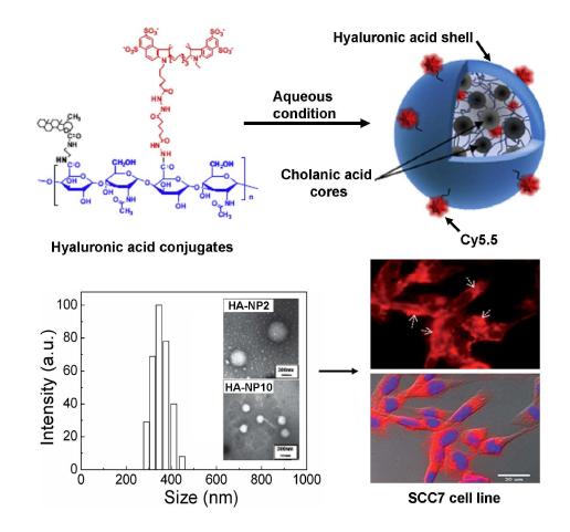 히알루론산 양친성 나노입자 구조 및 세포내 이동