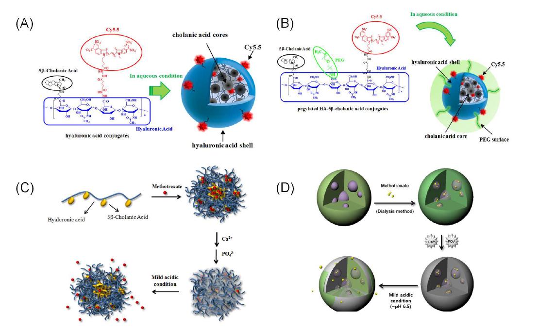 (A) 히알루론산 나노입자, (B) PEGylated 히알루론산 나노입자, (C) 인산칼슘화 히알루론 산의 구조 및 (D)약물방출 거동