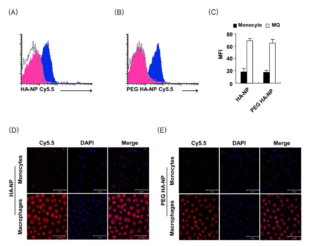 Enhanced uptake of HANP and PEG-HANP by human monocyte derived macrophage.