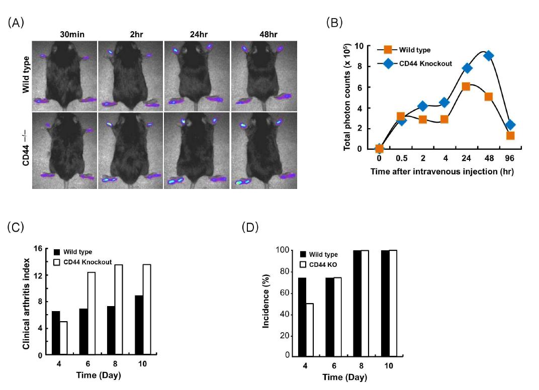 A. Clinical arthritis activity and deposit profile of HANP in wild type and CD44 knockout mice. B. TPCs over four paws according to time course were analyzed. C. Clinical arthritis index in wild type and CD44 knockout mice.