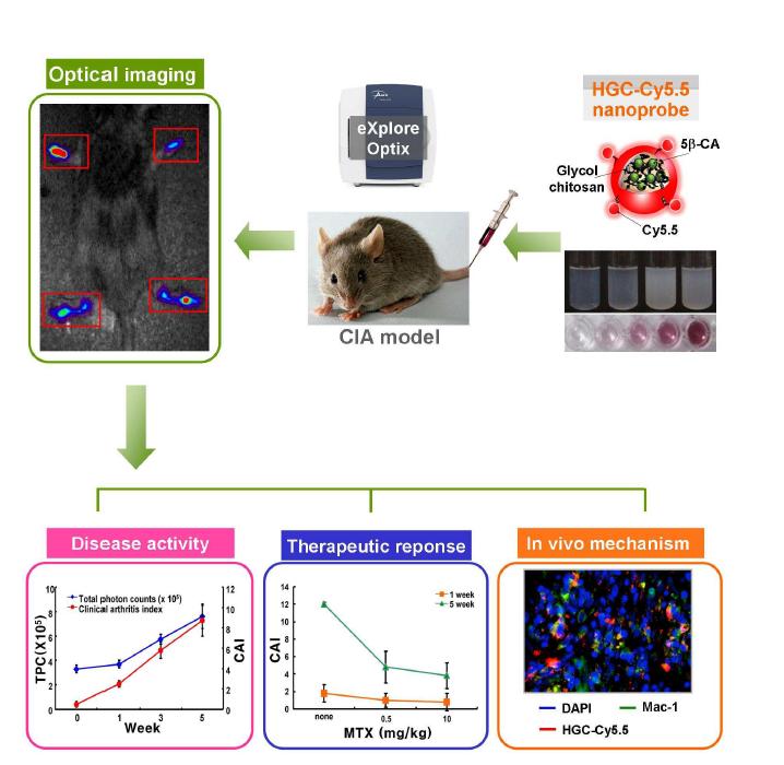 HGC-Cy5.5 나노프로브를 이용한 류마티스 관절염의 광학적 정량화 기술개발 연구 방향