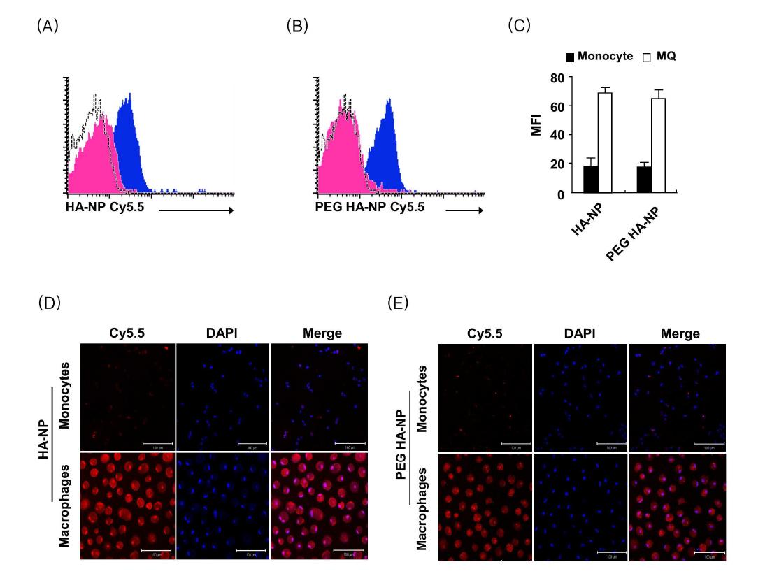 Enhanced uptake of HANP and PEG-HANP by human monocyte derived macrophage