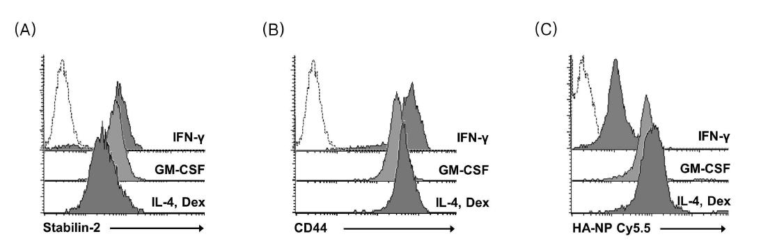 Expresison of hyaluronic acid receptors stabilin-2 (A) and CD44 (B) by macrophagecultured with either GM-CSF, IFN-g or combined IL-4 and dexamethasone with concomitant uptake of HA-NP (C)