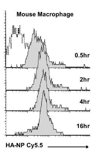 Internalization of HA-NP into mouse macrophage is time dependant manner.