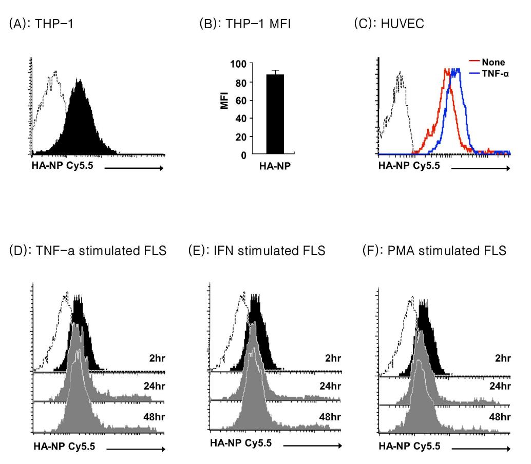 In vitro cellular upake of HA-NP by THP1 with its quantification (A-B). Uptake of HA-NP by FLS did not change after stimulation with TNF-a (C), IFN-b (D), and PMA (E) at different time points.