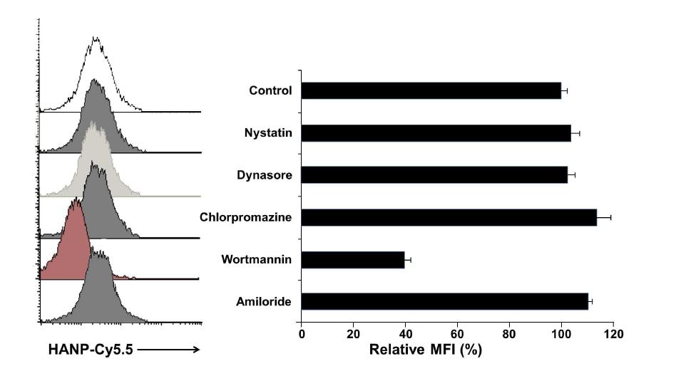 Competetive inhibition of the uptake of HA-NP as a function of pharmacological inhibitor of endocytic mechanism.