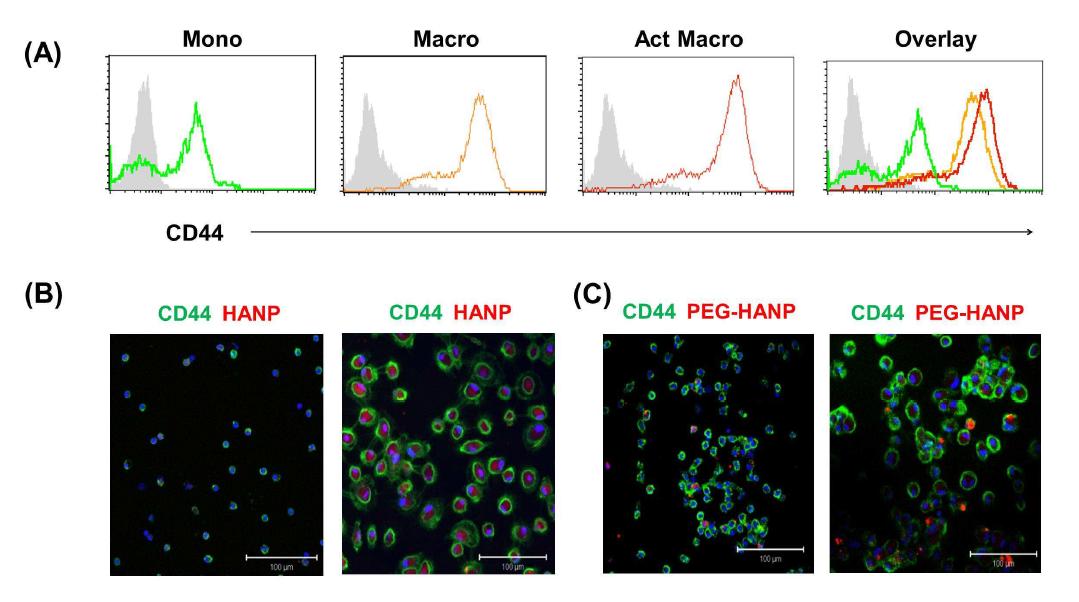 (A) Expression of hyaluronic acid receptor CD44 in human monocytes, macrophage and activated macrophage. Enhanced uptake of HA-NP (B) and PEG-HANP (C) was exhibited by macrophages whereas monocytes were less effective in this mechanism as determined by confocal microscopic analysis