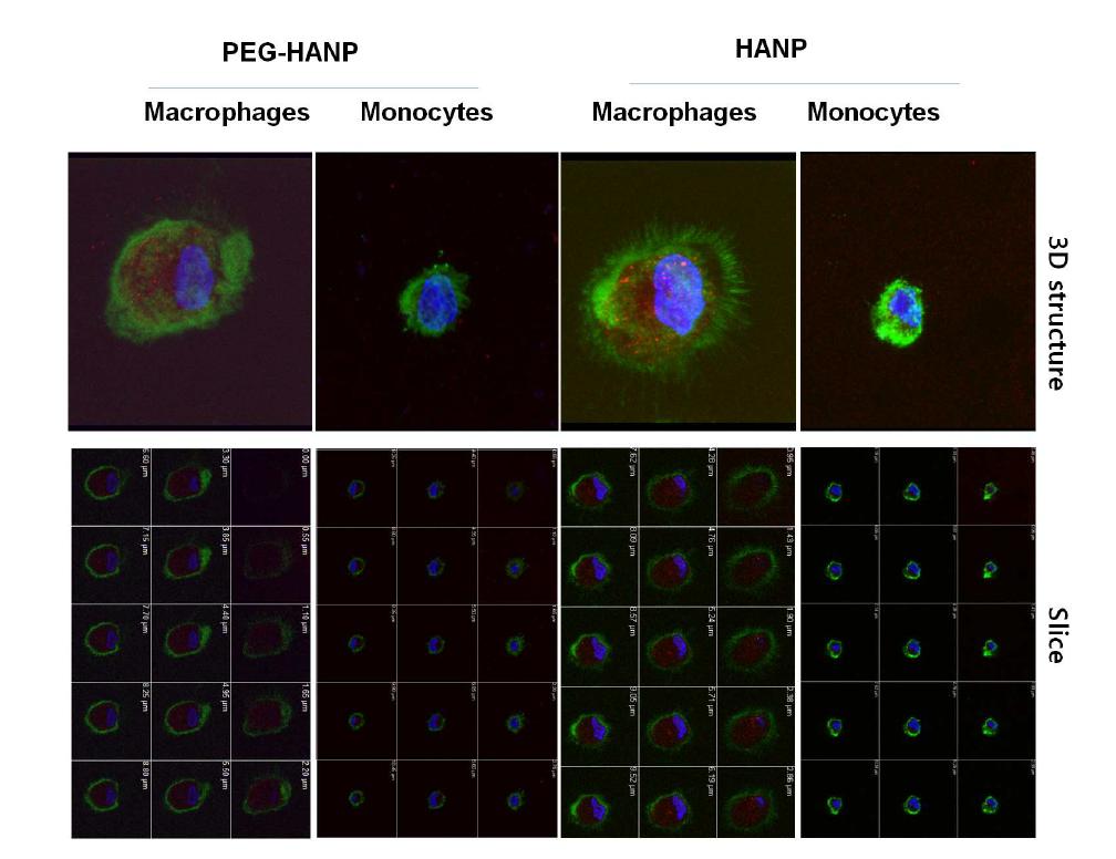 Three dimentional (3D) Z-stack image of CD mediated uptake of HA-NP and PEG-HANP by macrophage and monocytes is shown as a top down slice, a 3D surface rendering model