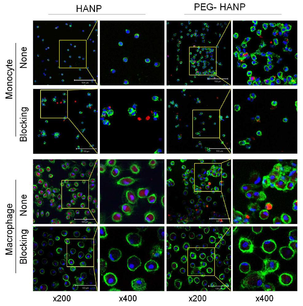 Inhibition of in vitro cellular uptake of HANP and PEG-HANP by macrophage and monocytes when cells were preincubated with anti-CD44 antibody as determined by confocal microscopic analysis.