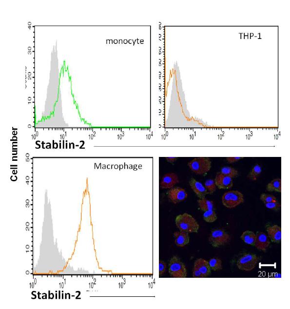 Stabilin-2 expression in human peripheral blood monocyte, GM-CSF stimulated macrophage and PMA stimulated THP-1 cell using FACS analysis.